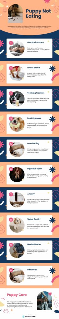 puppy not eating or drinking infographic imge